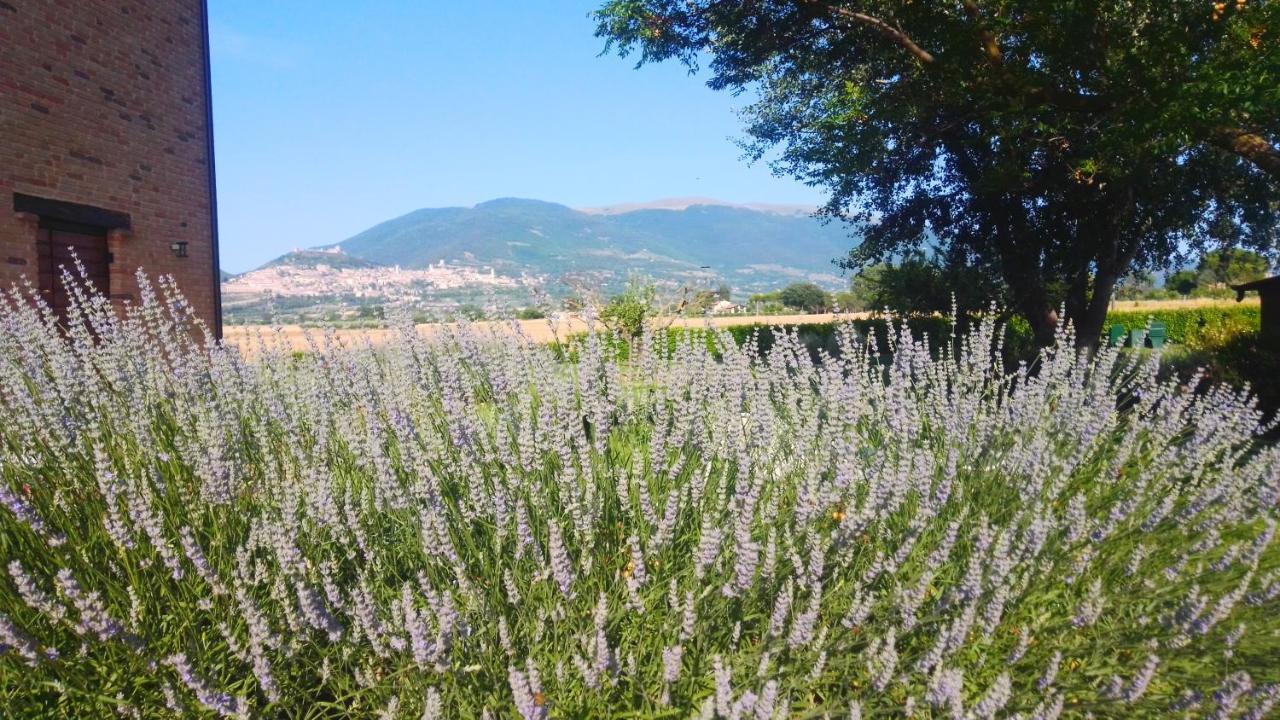 Assisium Agriturismo Екстериор снимка